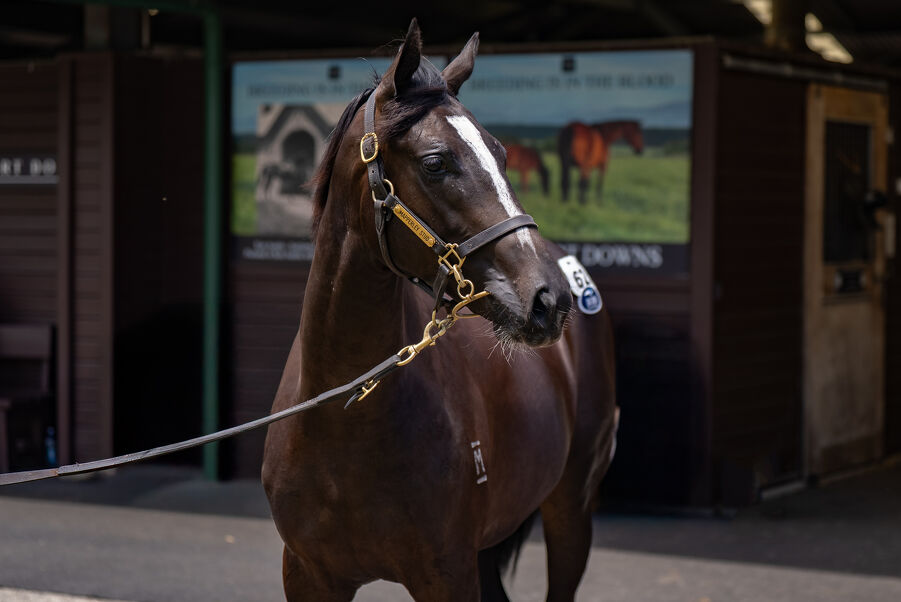 Lot 62 Russian Revolution (AUS) ‐ Queen Zyrah (AUS) Brown Colt