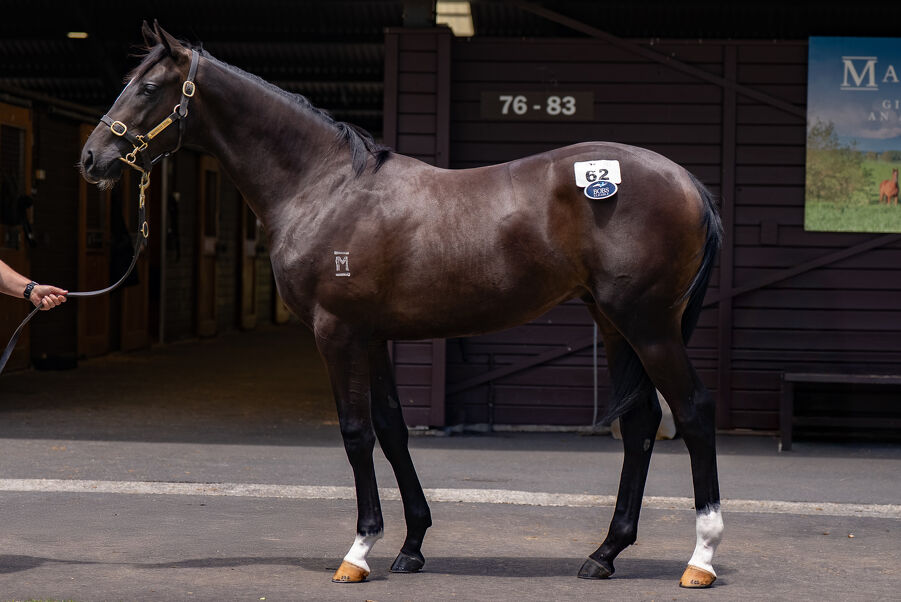 Lot 62 Russian Revolution (AUS) ‐ Queen Zyrah (AUS) Brown Colt