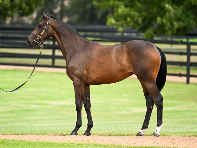 Lot 428 I Am Invincible - Meuse Bay Filly
