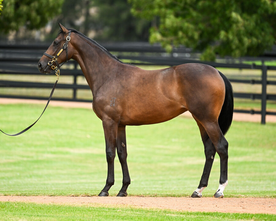 Lot 428 I Am Invincible - Meuse Bay Filly