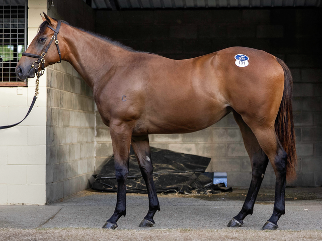 Lot 131 Snitzel (AUS) - Bubbleberry (AUS) Bay Filly