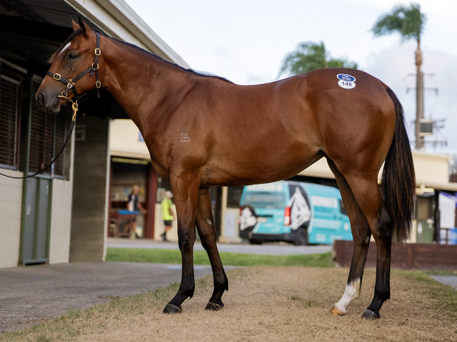 Lot 148 Snitzel (AUS) - Carry on Alice (SAF) Bay Filly