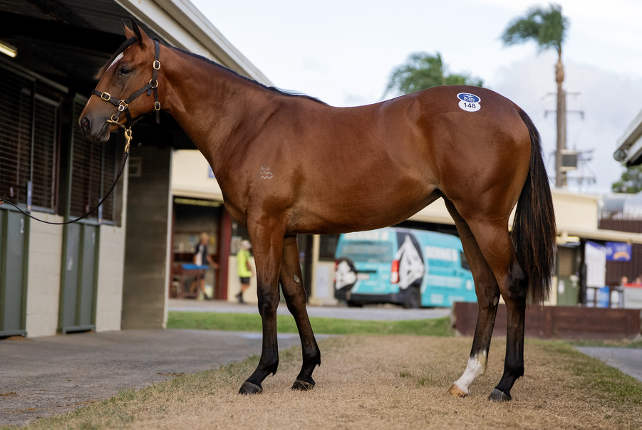 Lot 148 Snitzel (AUS) - Carry on Alice (SAF) Bay Filly