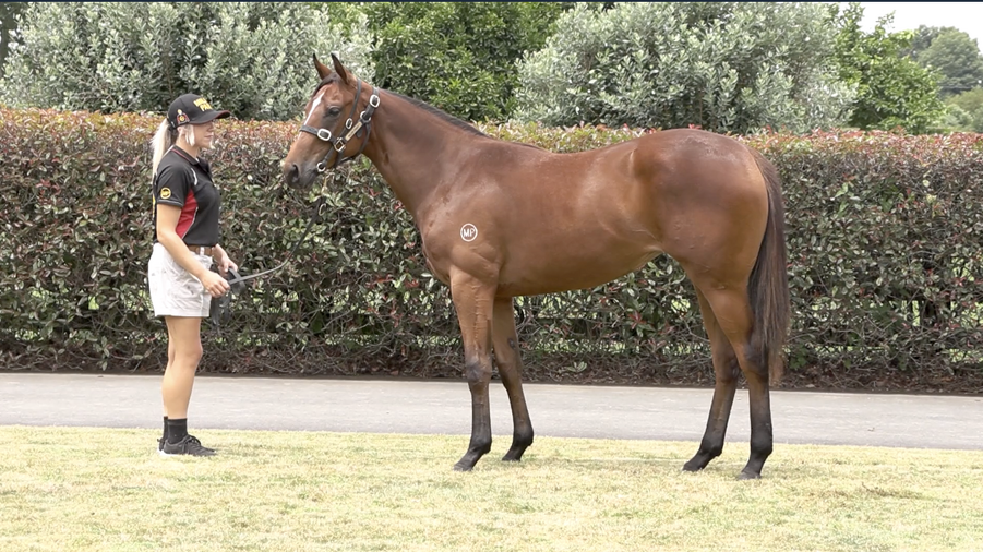 Lot 45 Super Seth (AUS) ‐ Pipers Fling (NZ) Bay Filly