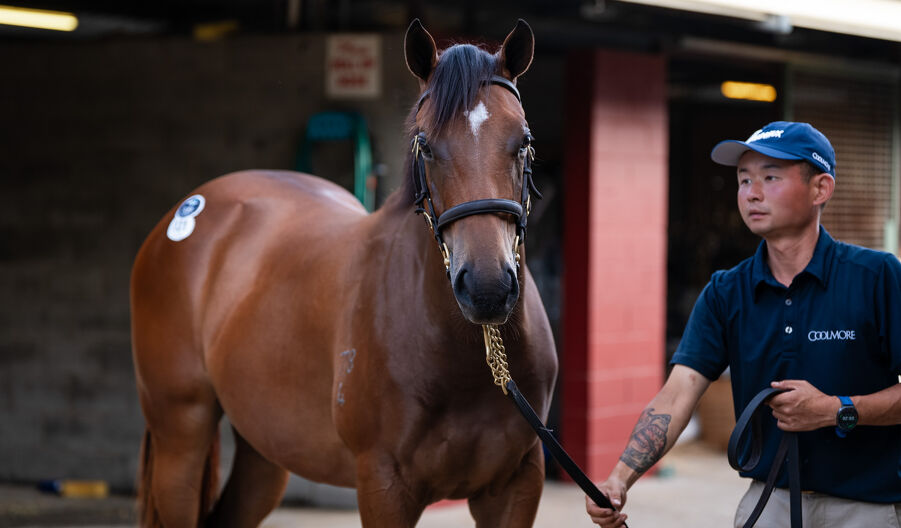Lot 131 Snitzel (AUS) - Bubbleberry (AUS) Bay Filly