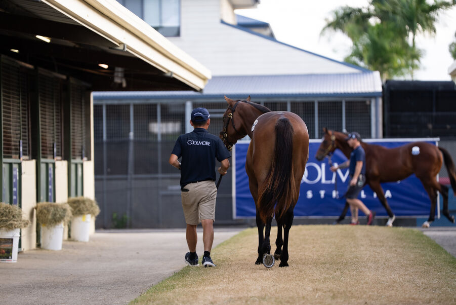 Lot 131 Snitzel (AUS) - Bubbleberry (AUS) Bay Filly