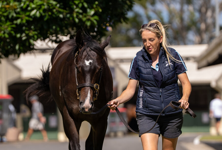 Lot 206 Pinatubo (IRE) - Darook Park (AUS) Bay or Brown Colt