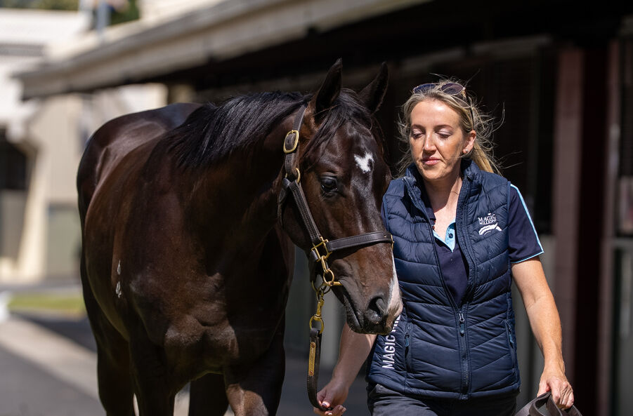 Lot 206 Pinatubo (IRE) - Darook Park (AUS) Bay or Brown Colt