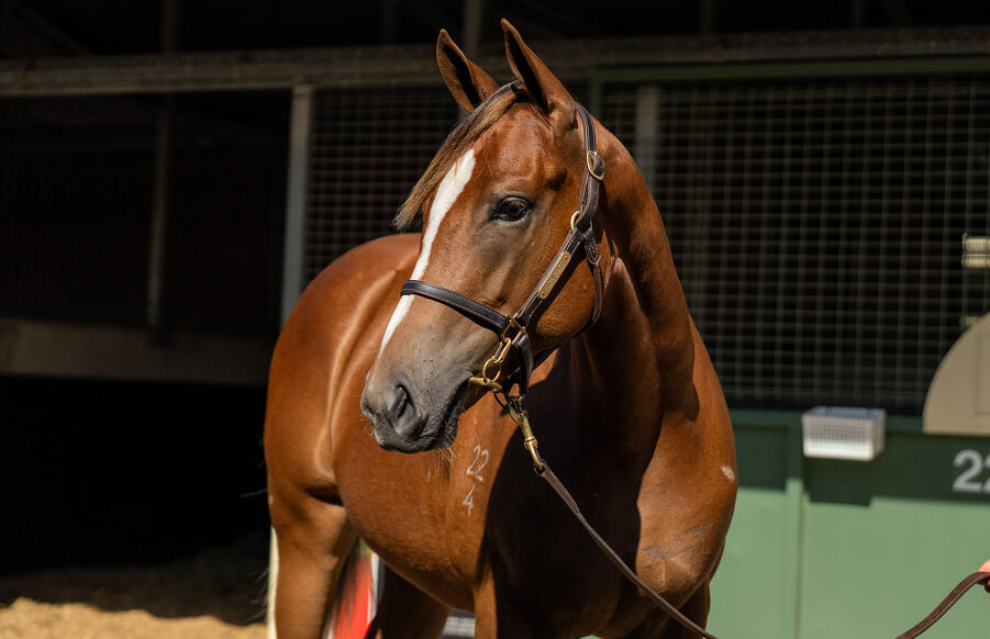Lot 214 Extreme Choice (AUS) - Deroche (AUS) Chestnut Filly