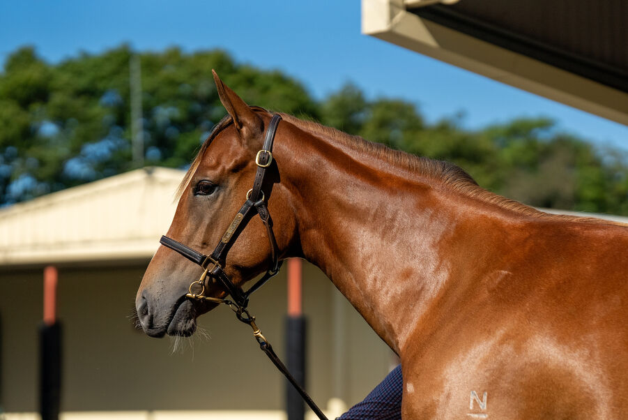 Lot 214 Extreme Choice (AUS) - Deroche (AUS) Chestnut Filly