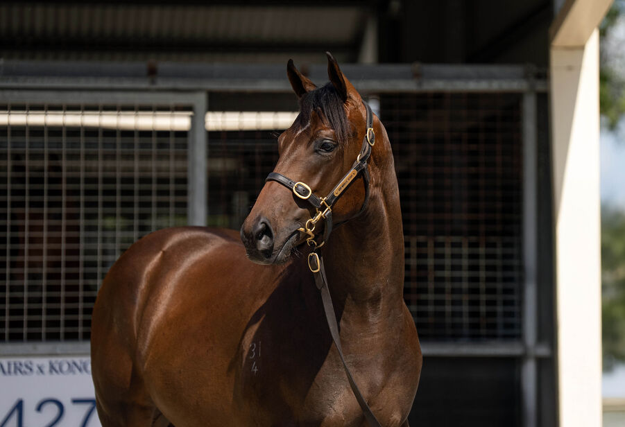 Lot 308 Stay Inside (AUS) - Galway Girl (AUS) Brown Colt