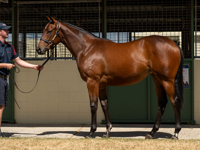 Lot 398 I Am Invincible (AUS) - Isola Blu (AUS) Bay Filly