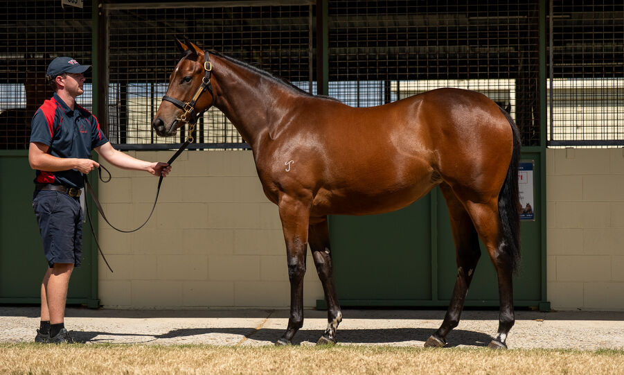Lot 398 I Am Invincible (AUS) - Isola Blu (AUS) Bay Filly