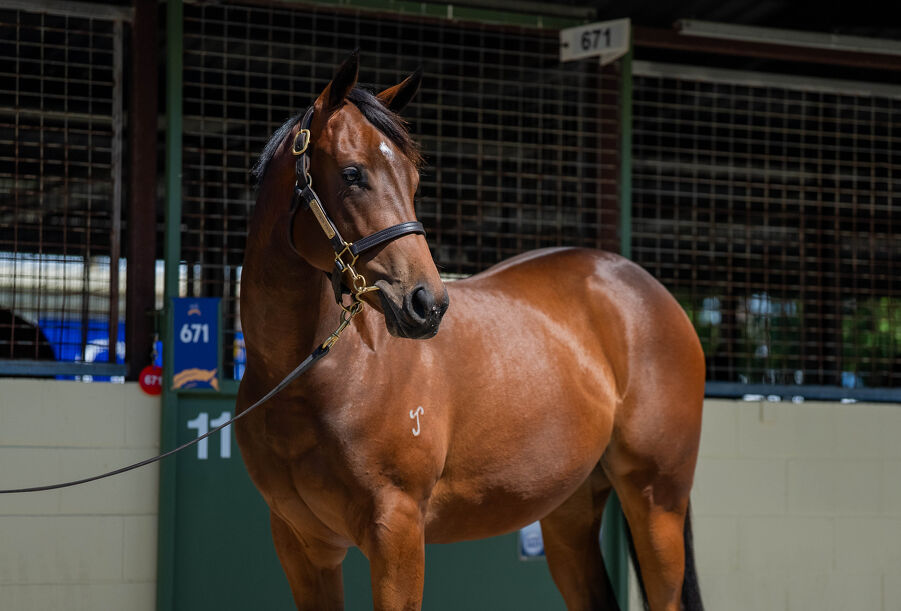 Lot 398 I Am Invincible (AUS) - Isola Blu (AUS) Bay Filly