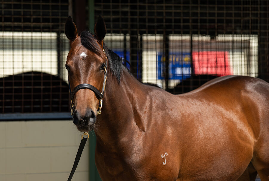 Lot 398 I Am Invincible (AUS) - Isola Blu (AUS) Bay Filly