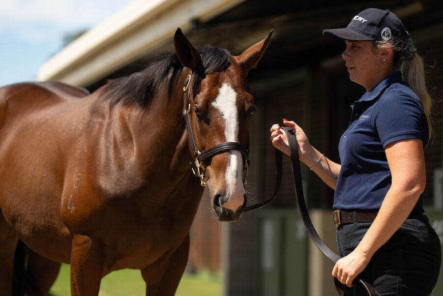 Lot 493 Snitzel (AUS) - Loving Gaby (AUS) Bay Colt