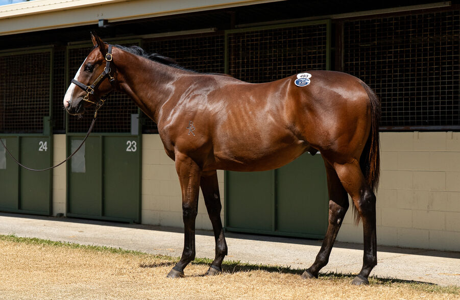 Lot 493 Snitzel (AUS) - Loving Gaby (AUS) Bay Colt