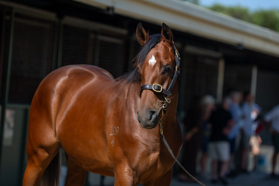 Lot 499 Dundeel (NZ) - Luna Mia (AUS) Bay Colt