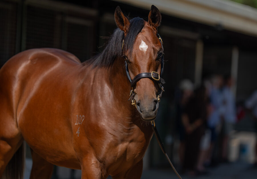 Lot 499 Dundeel (NZ) - Luna Mia (AUS) Bay Colt