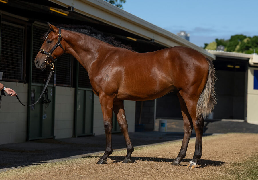 Lot 499 Dundeel (NZ) - Luna Mia (AUS) Bay Colt