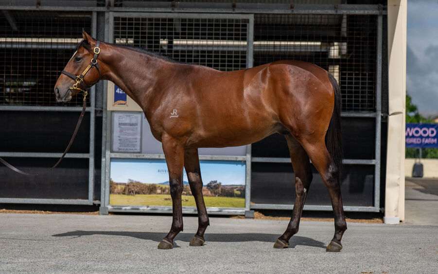 Lot 603 Snitzel (AUS) - Never Listen (AUS) Bay Colt