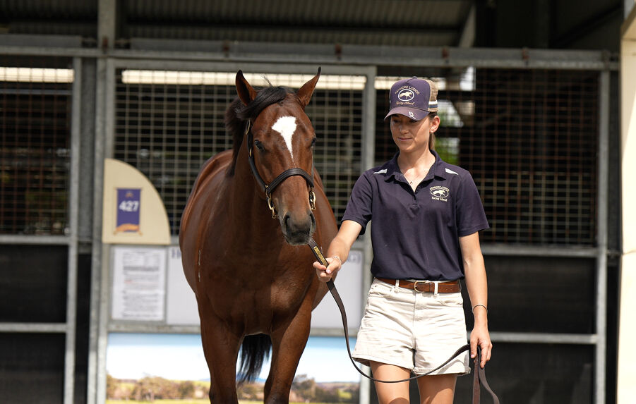 Lot 603 Snitzel (AUS) - Never Listen (AUS) Bay Colt