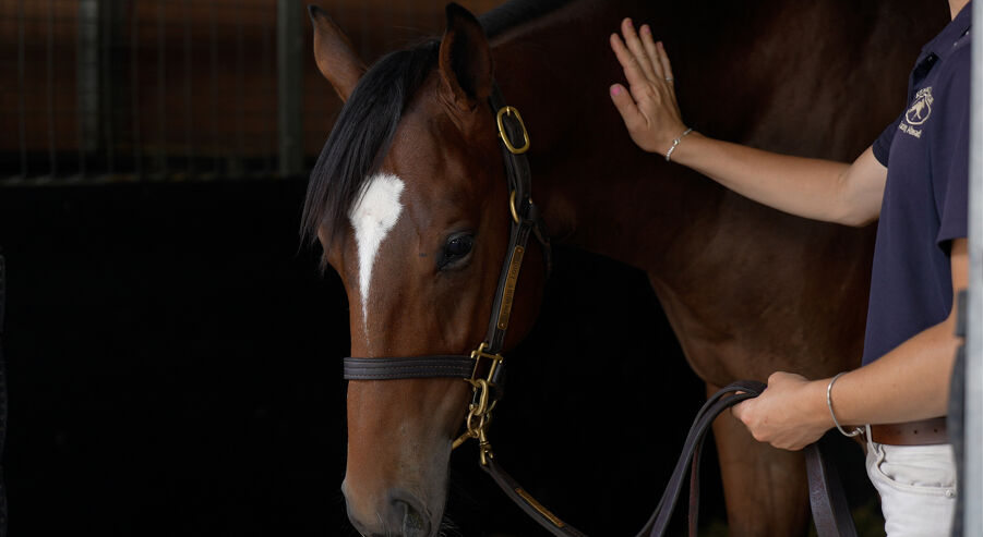 Lot 603 Snitzel (AUS) - Never Listen (AUS) Bay Colt
