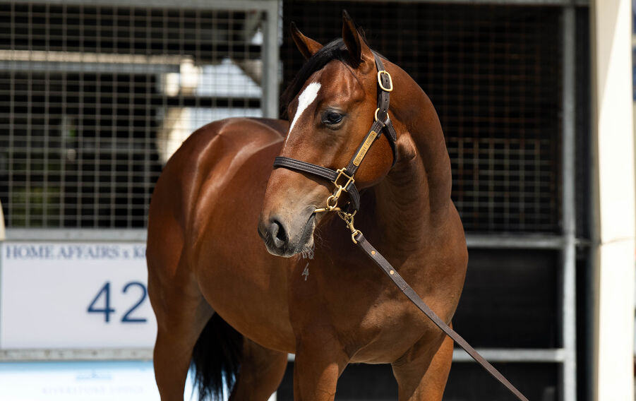 Lot 603 Snitzel (AUS) - Never Listen (AUS) Bay Colt