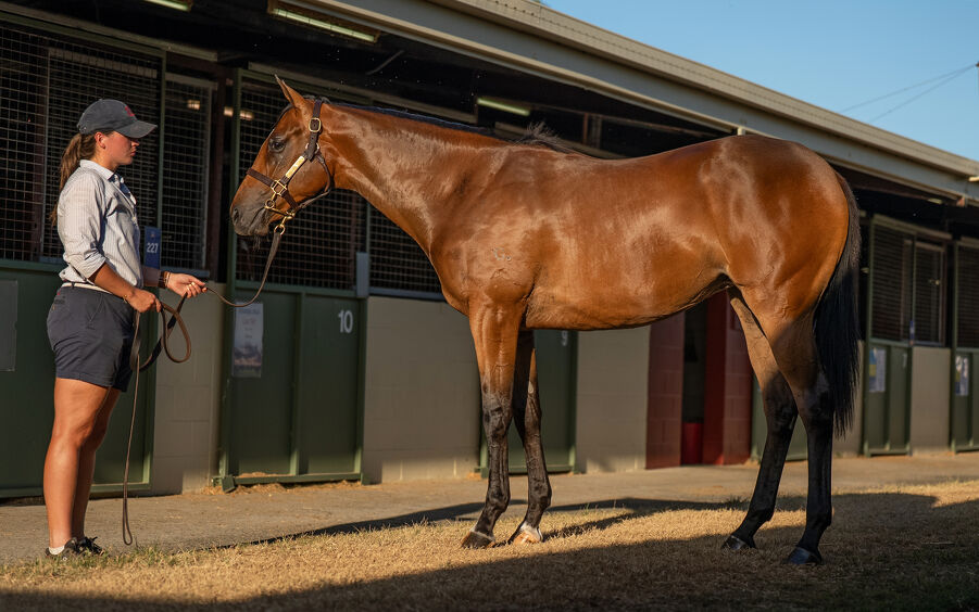 Lot 932 Spirit of Boom (AUS) - Typhoon Jolie (AUS) Bay Filly