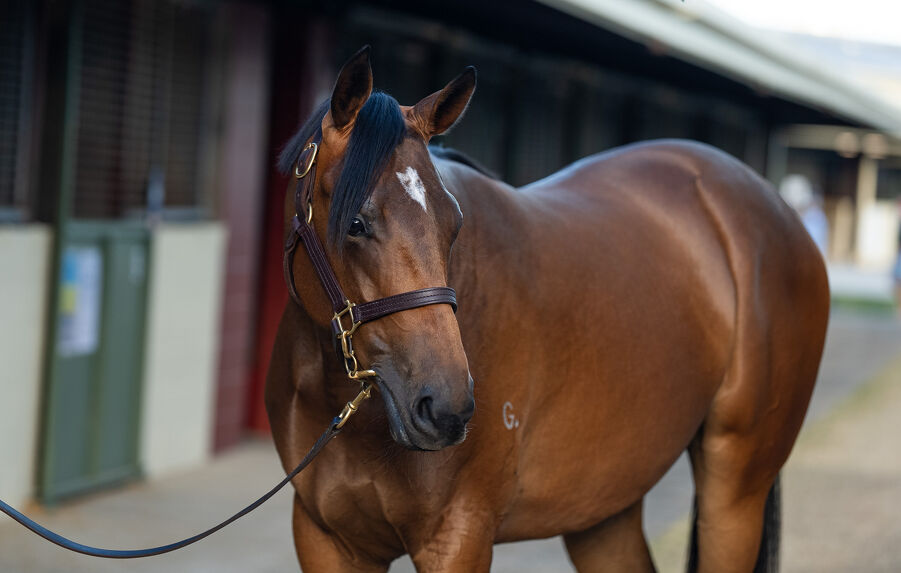Lot 932 Spirit of Boom (AUS) - Typhoon Jolie (AUS) Bay Filly