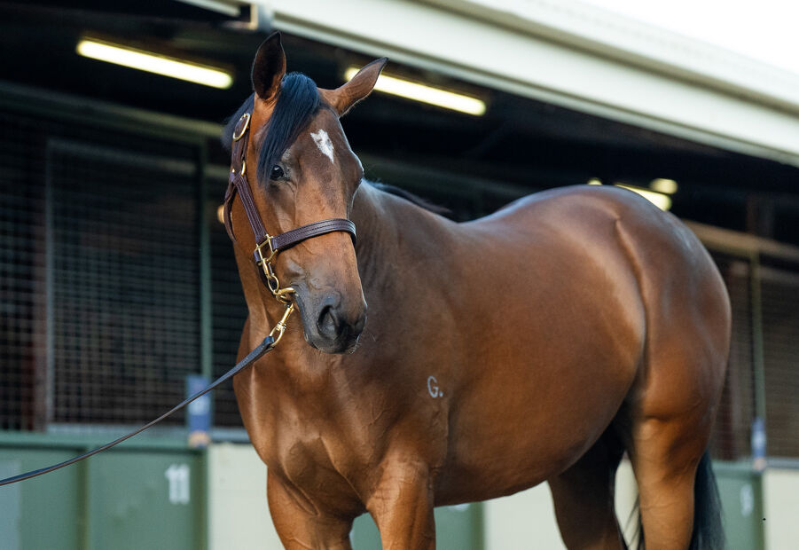 Lot 932 Spirit of Boom (AUS) - Typhoon Jolie (AUS) Bay Filly