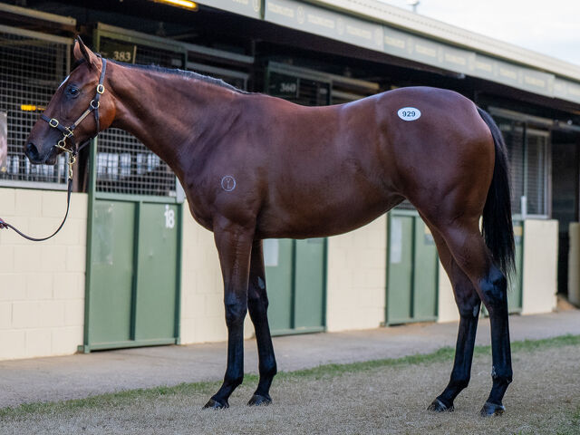 Lot 929 Lucky Vega (IRE) - Twisted Reality (GB) Bay Filly
