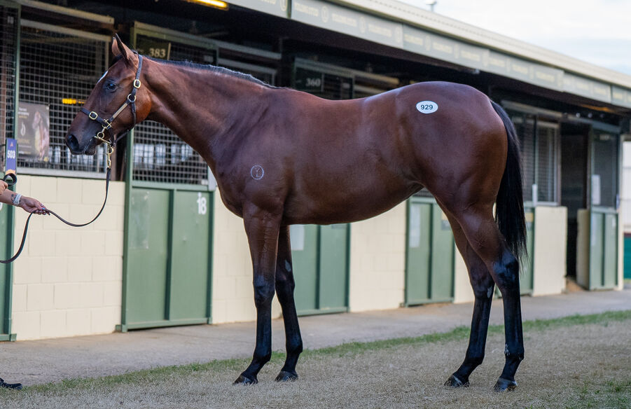 Lot 929 Lucky Vega (IRE) - Twisted Reality (GB) Bay Filly