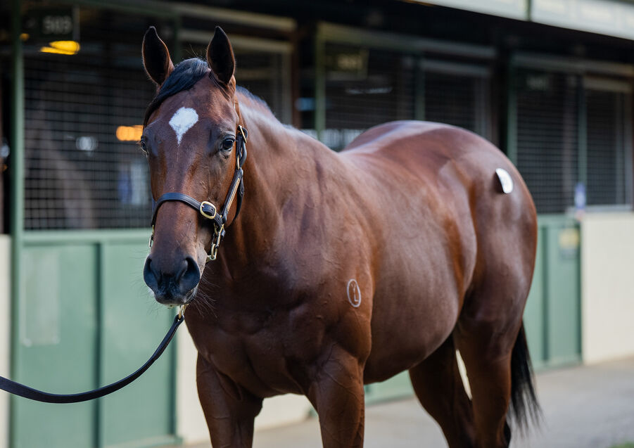 Lot 929 Lucky Vega (IRE) - Twisted Reality (GB) Bay Filly