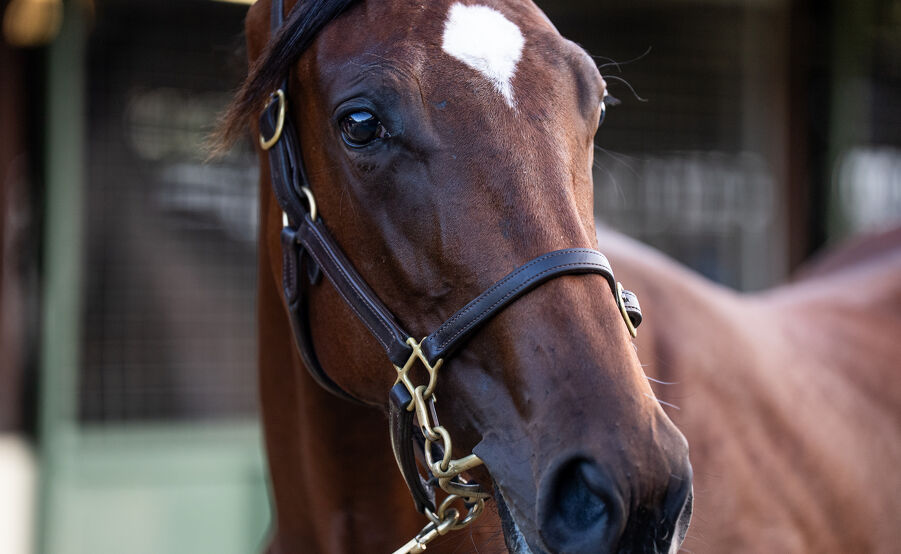 Lot 929 Lucky Vega (IRE) - Twisted Reality (GB) Bay Filly