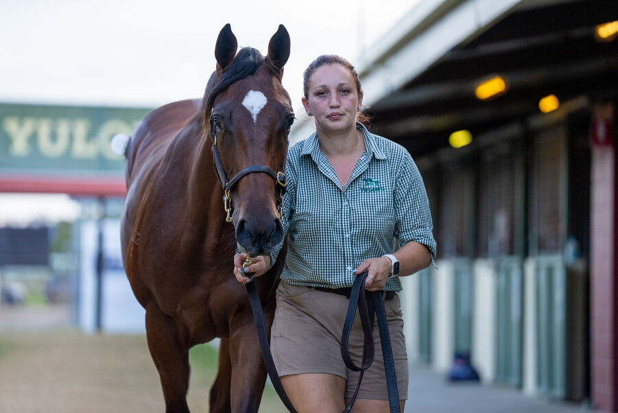 Lot 929 Lucky Vega (IRE) - Twisted Reality (GB) Bay Filly